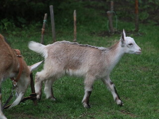 A goat standing on top of a grass covered field
