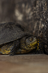 Small garden turtle looking for grass