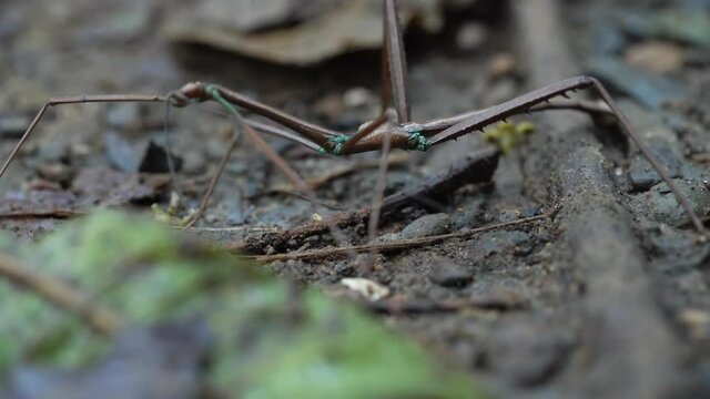 Macro close up of stick insect Phasmatodea walking over leaves on forest floor