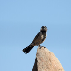 Grey Tit perched on stone