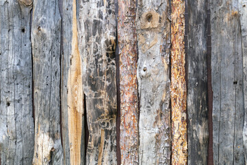 Cut a tree. The texture of the bark of different types of trees. Wood background. Untreated logs