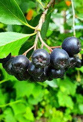 chokeberry fruits on a branch