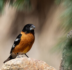 Black Headed Grosbeak male perched on dead log