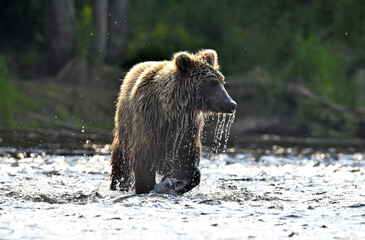 Brown bear on the river fishing for salmon. Front view, sun backlight.  Brown bear chasing sockeye salmon at a river. Kamchatka brown bear, Ursus Arctos Piscator. Natural habitat. Kamchatka, Russia