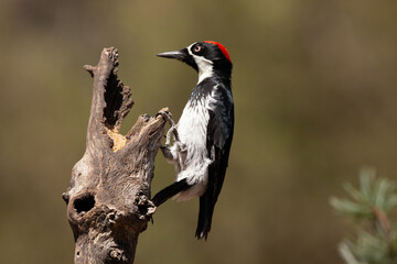 Acprn Woodpecker on a  log