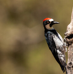 Acorn Woodpecker perched on a tree.