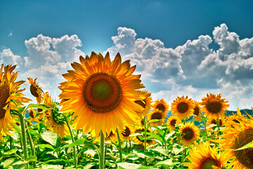 ひまわり畑（山形県中山町）
