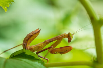 A large insect mantis sits on a raspberry bush. Close-up.