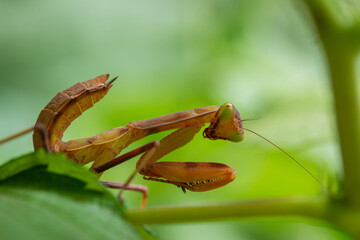 A large insect mantis sits on a raspberry bush. Close-up.