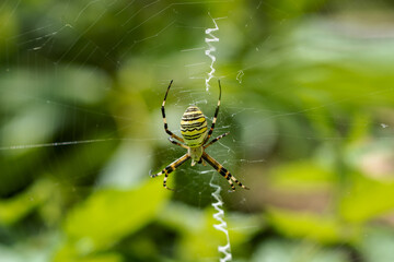 A huge wasp spider sits on a cobweb in a raspberry bush. The spider eats its prey. Close-up.