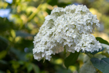 White hydrangea on the background of the garden