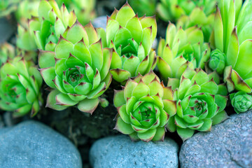 Stone rose Echeveria pulvinata against the background of stones. Plant for landscaping.