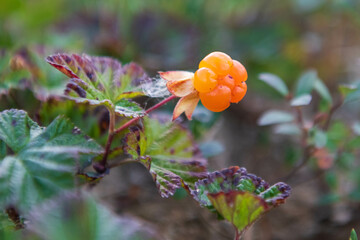 northern ripe berry cloudberry
