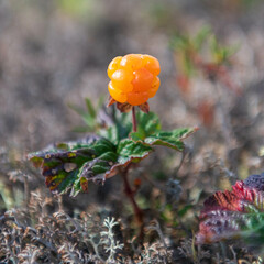 northern ripe berry cloudberry