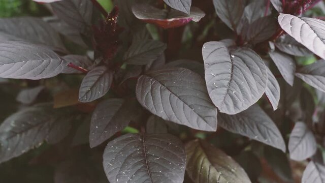 Dark leaves are swaying in the wind. Dark bard foliage.
