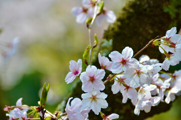 The background of the cherry blossoms in full bloom and the trunk of the cherry blossoms