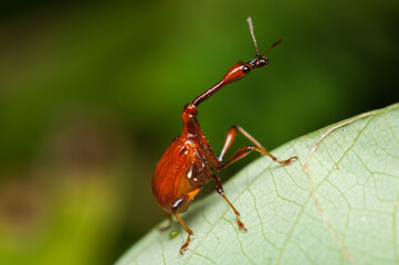 The male and female long neck weevil feeds and build their nest in the host plant. Male and Female Giraffe Weevil. The male has a long neck and both helps in building its nest by rolling and folding. 