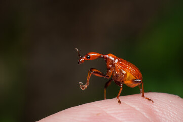 The male and female long neck weevil feeds and build their nest in the host plant. Male and Female Giraffe Weevil. The male has a long neck and both helps in building its nest by rolling and folding. 