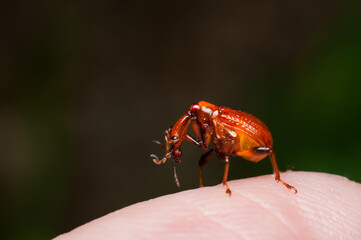 The male and female long neck weevil feeds and build their nest in the host plant. Male and Female Giraffe Weevil. The male has a long neck and both helps in building its nest by rolling and folding. 
