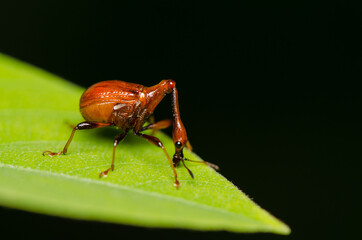 The male and female long neck weevil feeds and build their nest in the host plant. Male and Female Giraffe Weevil. The male has a long neck and both helps in building its nest by rolling and folding. 