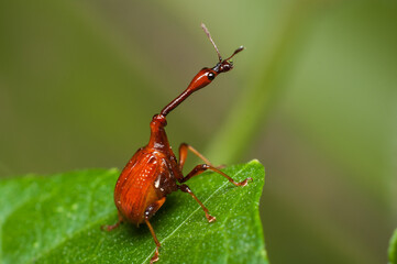 The male and female long neck weevil feeds and build their nest in the host plant. Male and Female Giraffe Weevil. The male has a long neck and both helps in building its nest by rolling and folding. 