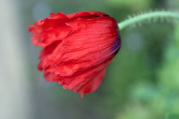 Red poppy flower with green stem on garden background