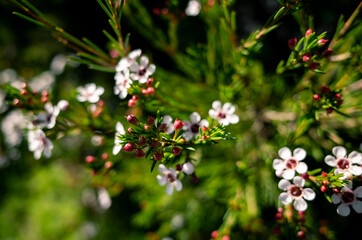 flowers in a garden