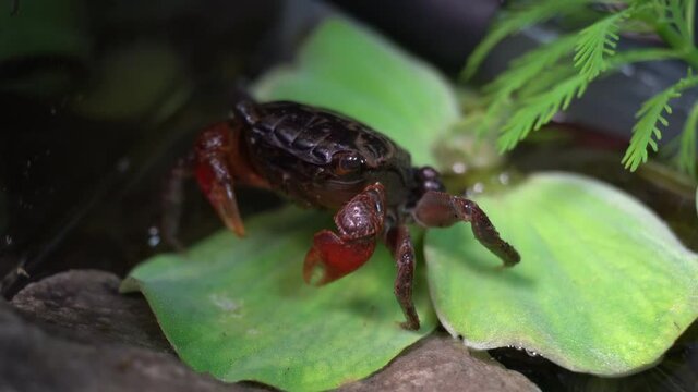 A red claw crab picks bits of leaf with her claws and eats them.