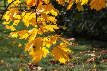 Autumn maple leafs on the maple tree