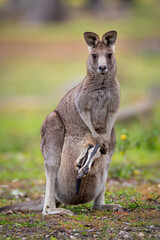 Naklejka na ściany i meble Close-up portrait photo of aEastern Grey Kangaroo Mother and Baby in Pouch taken in Woodlands Historic Park in Melbourne, Australia