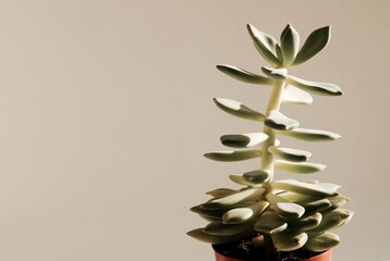 Home plant succulent on beige background with copy space.