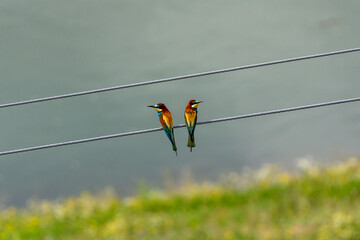 pair of merops apiaster or bee-eater sitting 