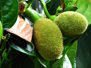 tropical sapling young green jackfruits  hanging on the trees