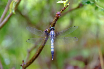 トンボが止まっているところを撮影しました © Tsubasa Mfg