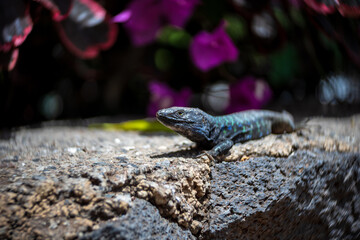 Lizard Gallotia galloti (Western Canaries Lizard) close-up in natural habitat. Shallow depth of field.