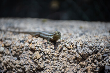 Female of Lizard Gallotia galloti (Western Canaries Lizard) close-up in natural habitat. Shallow depth of field.