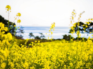Photo taken in yellow flower field with sea background