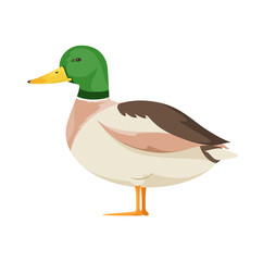 Duck on a white background. Cartoon animal design.