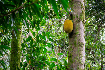 Single jackfruit (Artocarpus heterophyllus) fruit growing on a tree on Mahe Island, Seychelles.