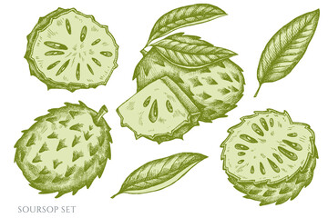 Vector set of hand drawn pastel soursop
