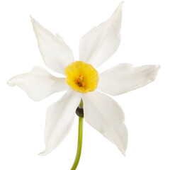 Fototapeta na wymiar Close up Spring Daffodil soft light isolated