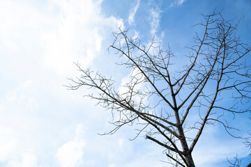 Dead tree against a bright sky background.
