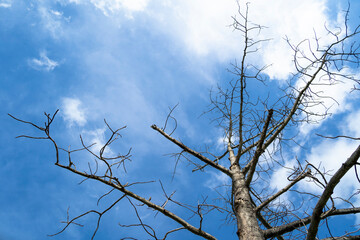 Dead tree against a bright sky background.
