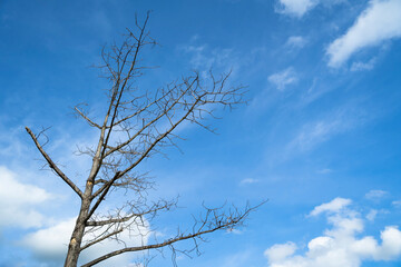 Dead tree against a bright sky background.