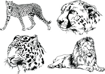 vector drawings sketches different predator , tigers lions cheetahs and leopards are drawn in ink by hand , objects with no background