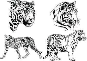 vector drawings sketches different predator , tigers lions cheetahs and leopards are drawn in ink by hand , objects with no background