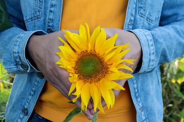 The concept of pleasant nature walks and summer mood. Sunflower flower in the hands showing a...