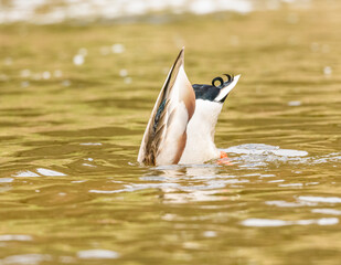 wild duck (anas platyrhynchos) male diving in water