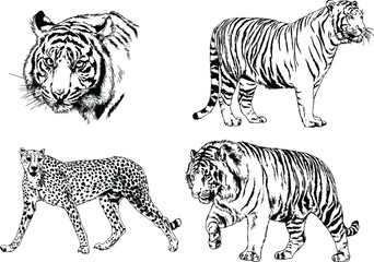 vector drawings sketches different predator , tigers lions cheetahs and leopards are drawn in ink by hand , objects with no background