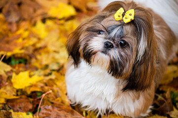 Sport in the fall. Shih Tzu dog walking on autumn brown maple leaves with yellow jacket.